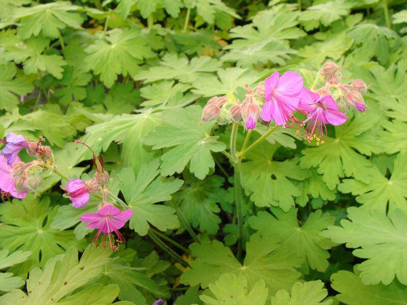 Géranium - GERANIUM macrorrhizum - Vivace
