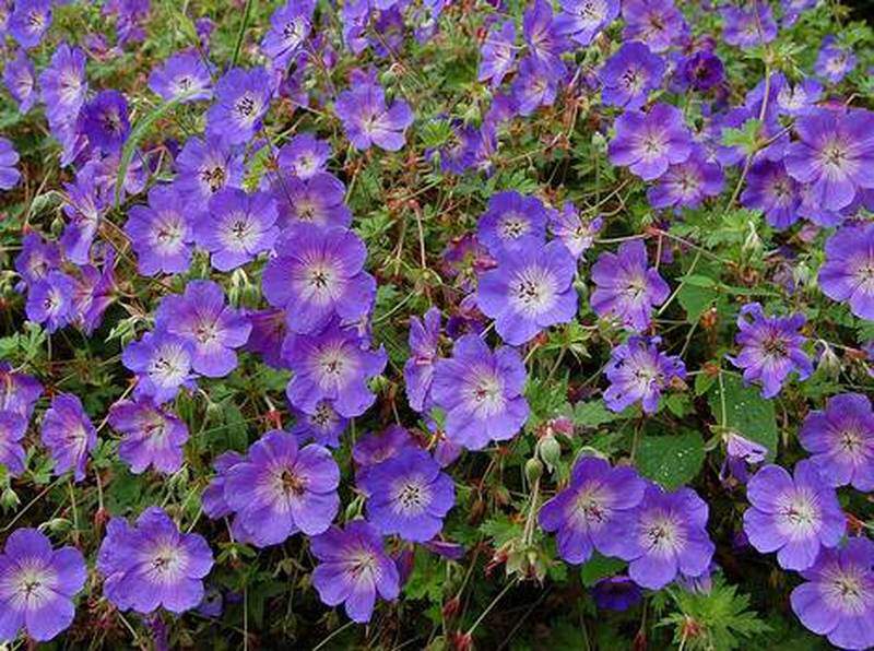 Géranium bleu - GERANIUM 'Rozanne®' - Vivace