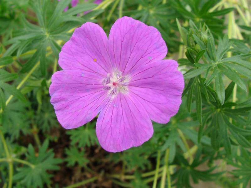 Géranium vivace - GERANIUM  sanguineum - Vivace