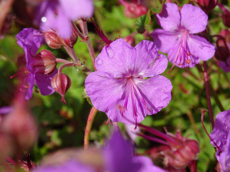 Géranium vivace - GERANIUM cantabrigiense 'Karmina' - Vivace