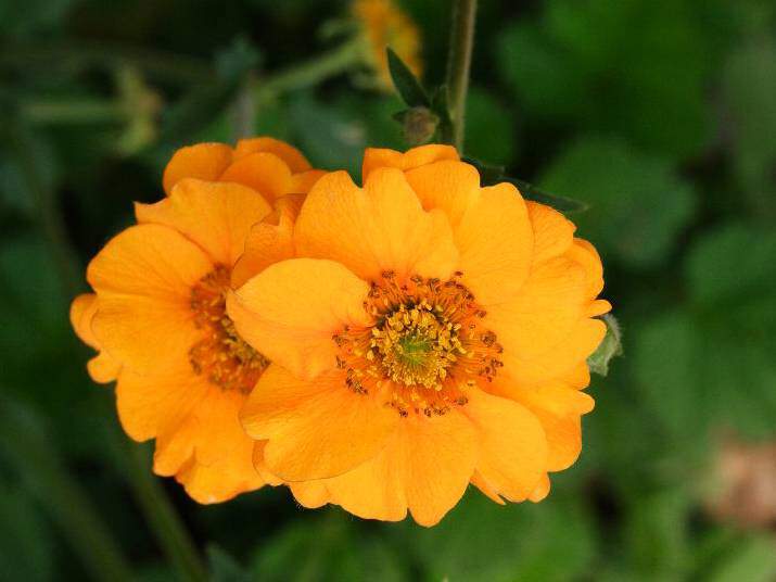 Benoîte - GEUM chiloense 'Lady Startheden' - Vivace