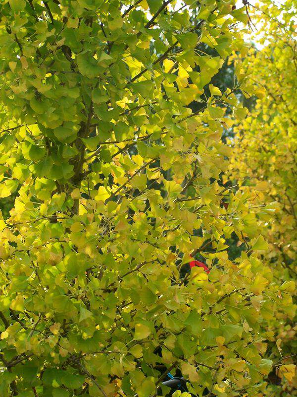 Arbre aux 40 écus colonaire - GINKGO biloba Blagon - Conifère