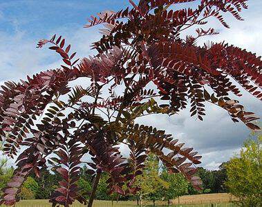 Févier - GLEDITZIA triacanthos 'Ruby lace' - Arbre