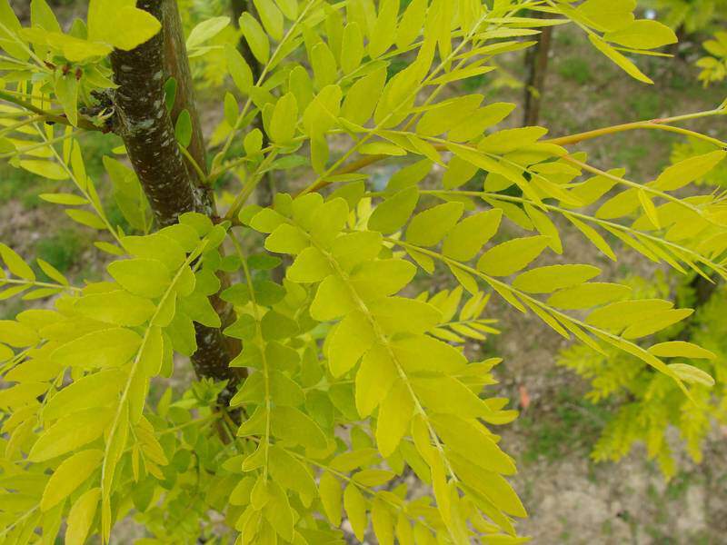 Févier - GLEDITZIA triacanthos 'Sunburst - Petit arbre
