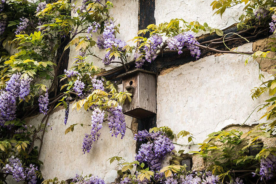 Glycine pour décorer votre façade