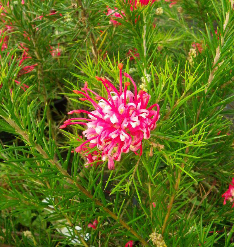 Grevillea - GREVILLEA juniperina - Arbuste