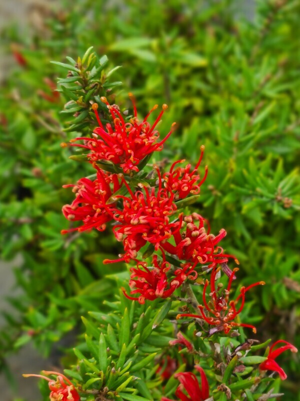 Grévilléa - GREVILLEA juniperina 'New blood' - Arbuste