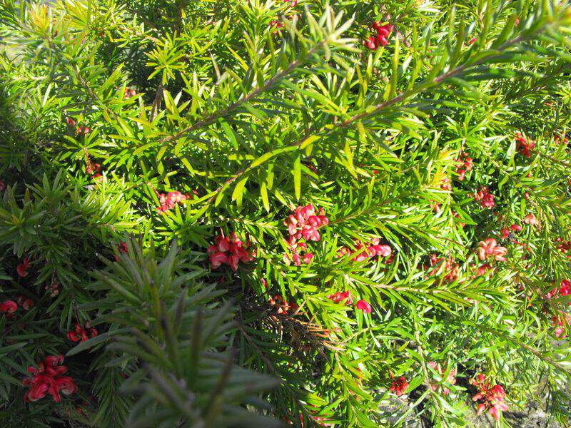 Grévillier à feuilles de romarin - GREVILLEA rosmarinifolia Jenkinsii - Arbuste