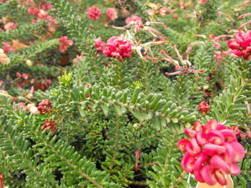 Grevillea - GREVILLEA lanigera 'Mount Tamboritha' - Arbuste