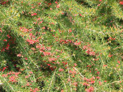 Grevillea - GREVILLEA rosmarinifolia - Arbuste