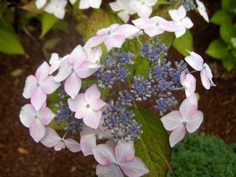 Hortensia - HYDRANGEA serrata 'Grayswood' - Arbuste