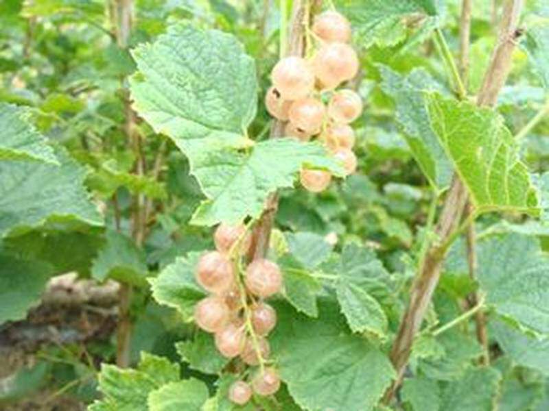 Ribes rubrum - GROSEILLIER à grappe blanche 'Gloire des sablons' - Arbre fruitier