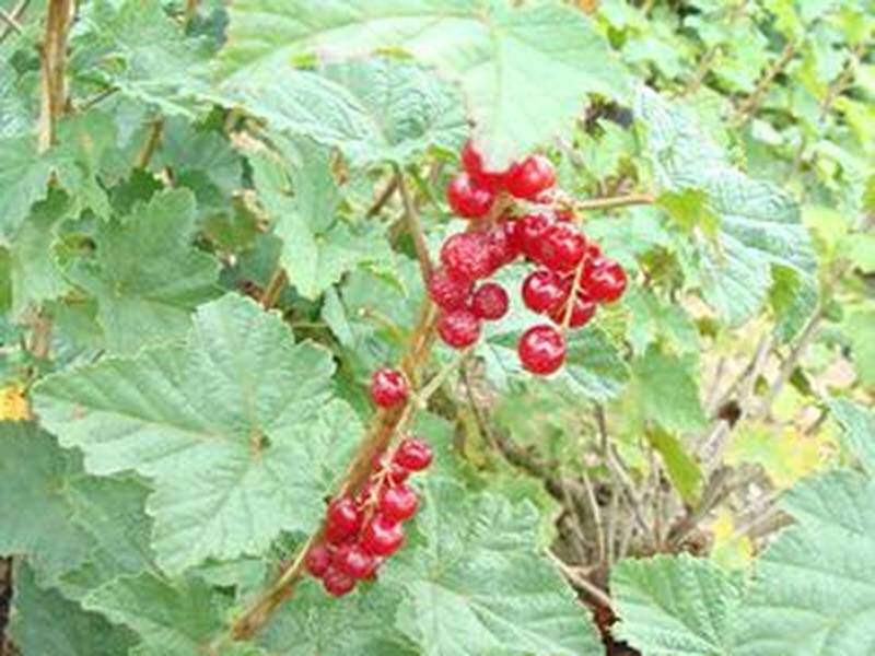 Ribes rubrum - GROSEILLIER à grappe 'Red lake' - Arbre fruitier