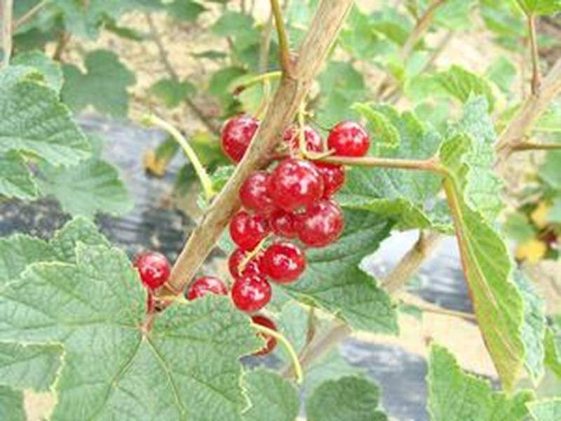 Ribes rubrum - GROSEILLIER à grappe 'Jonkheer Van Tets' - Arbre fruitier