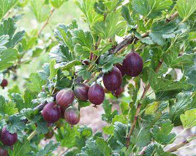 Ribes grossularia - GROSEILLIER à maquereaux 'Captivator' - Arbre fruitier