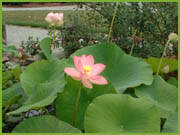 h - plantes aquatiques