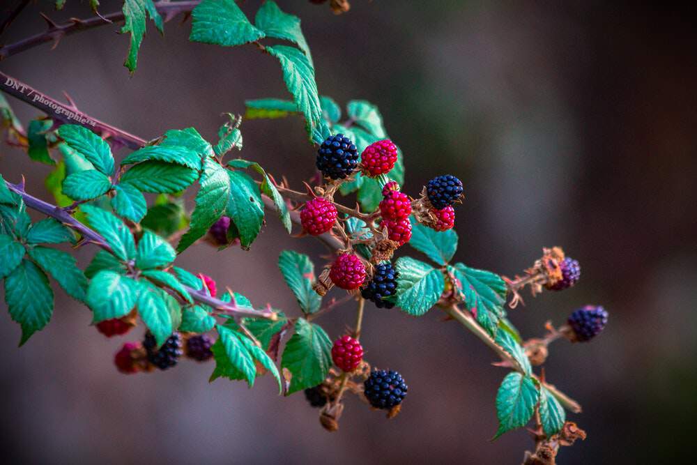 haie petits fruits