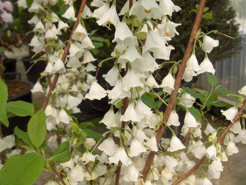 halesia coralina 11