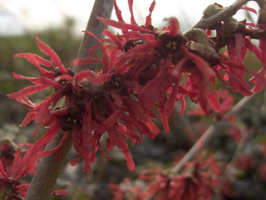 Noisetier de Sorcière - HAMAMELIS intermedia 'Diane' - Arbuste