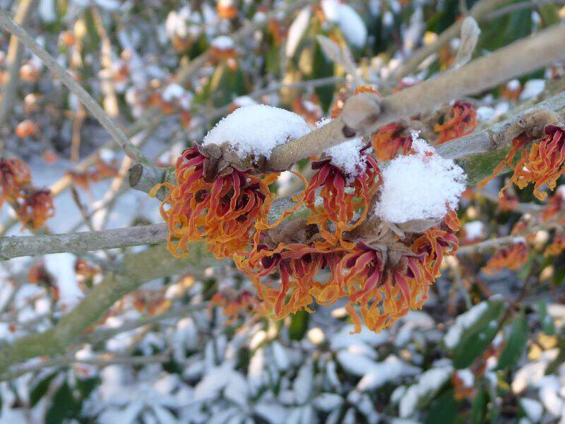 Noisetier de Sorcière - HAMAMELIS intermedia 'Orange beauty' - Arbuste