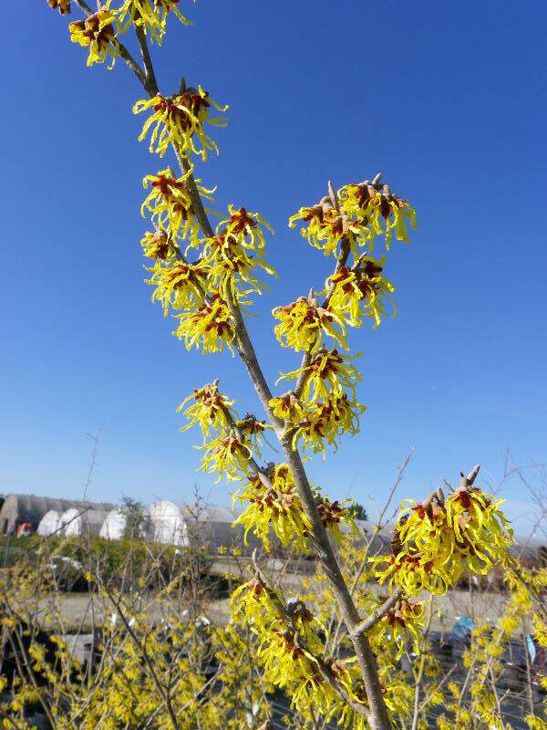 HAMAMELIS mollis 'Pallida' Noisetier de Sorcière - Arbuste