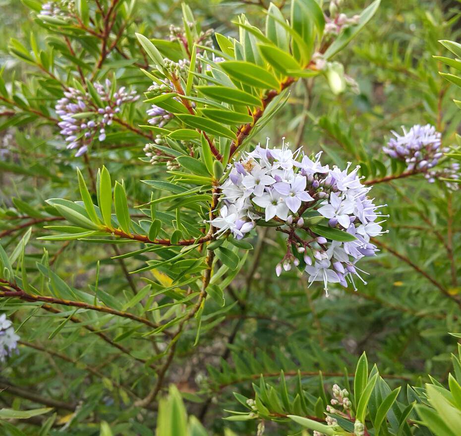 Véronique arbustive - HEBE diosmifolia - Arbuste