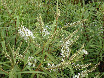 Véronique - HEBE microphylla - Arbuste