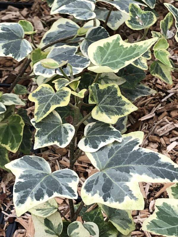 Lierre - HEDERA Helix 'White Wonder' - Arbuste