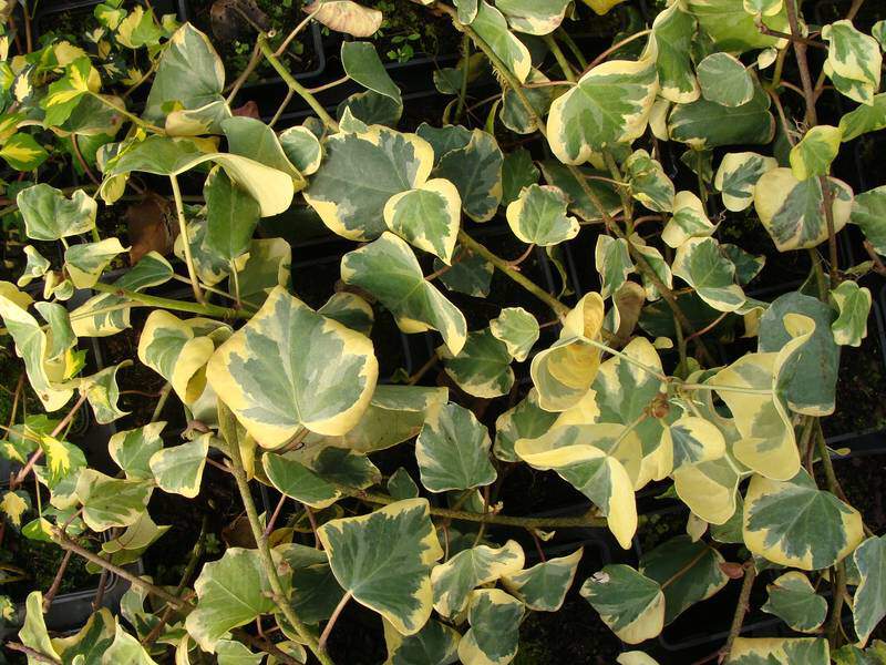 Lierre - HEDERA colchica 'Dentata variegata' - Plante grimpante