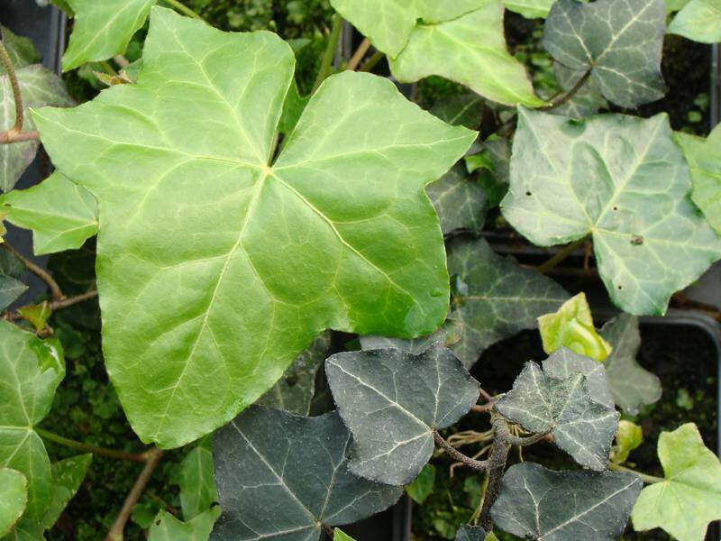 Lierre d'Irlande - HEDERA helix 'Hibernica' - Plante grimpante