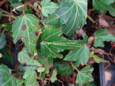 Lierre - HEDERA helix 'Pixie' - Plante grimpante