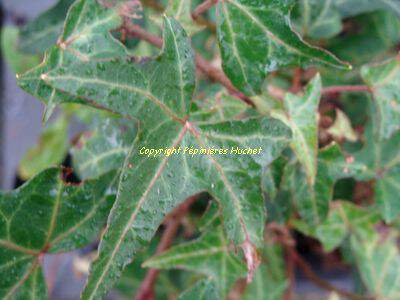 Lierre - HEDERA 'Sagittifolia' - Plante grimpante