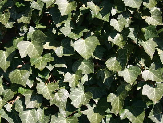 Lierre commun - HEDERA helix 'Woerner' - Plante grimpante