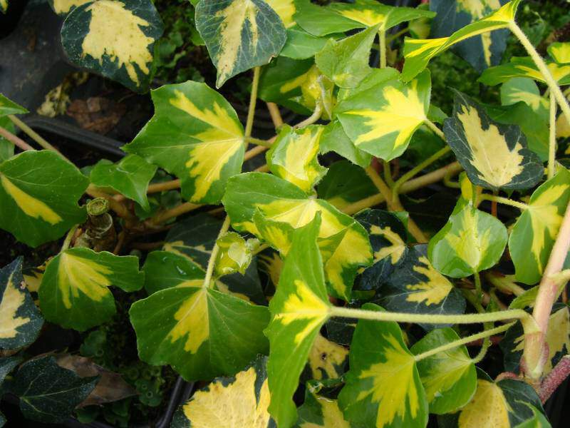 Lierre - HEDERA 'Oro di blogiasco' - Plante grimpante