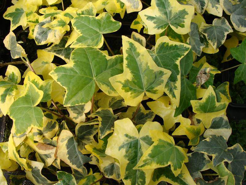 Lierre - HEDERA 'Yellow Ripple' - Plante grimpante