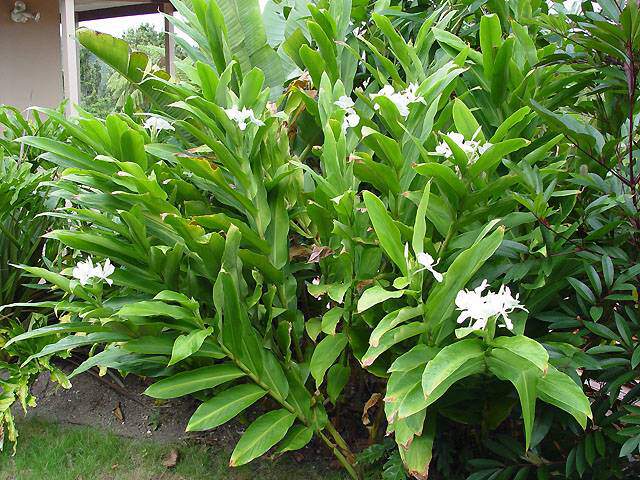 Gingembre sauvage - HEDYCHIUM coronarium - Vivace