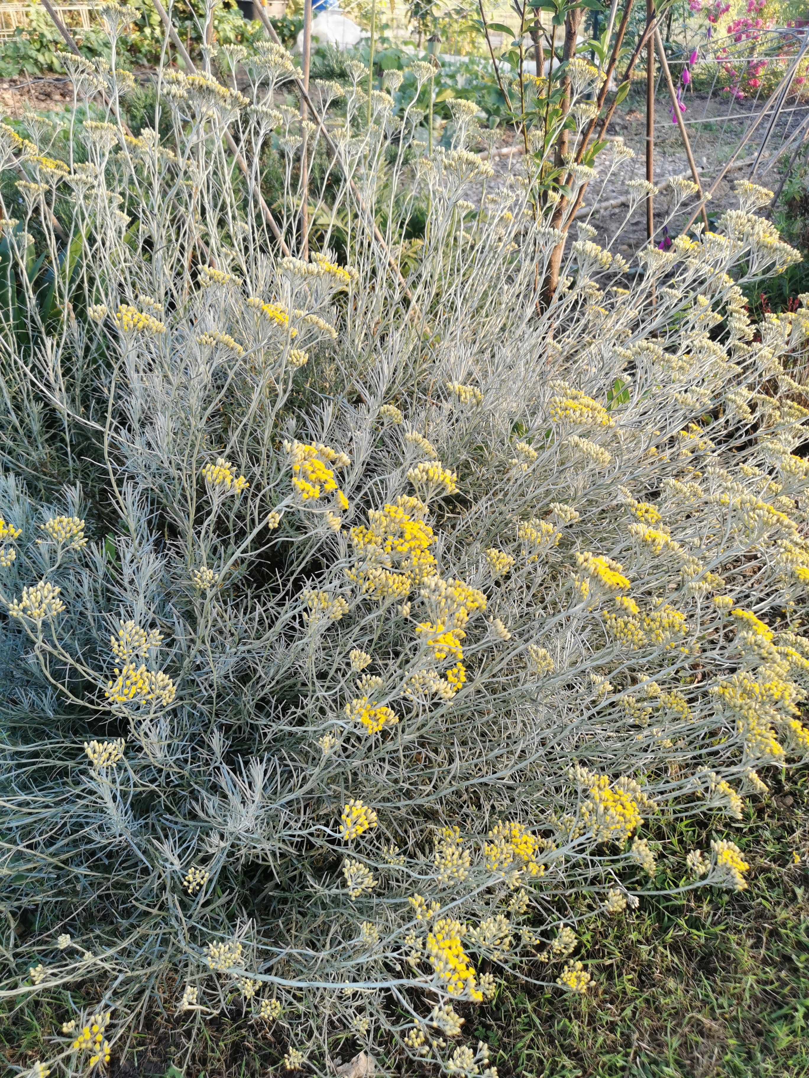 Immortelle d'Italie - HELICHRYSUM 'Italicum - Arbuste