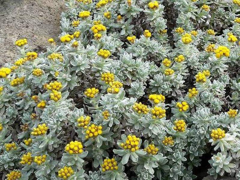 Immortelle - HELICHRYSUM splendidum - Arbuste