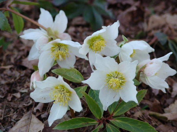 HELLEBORE niger Rose de Noël - Vivace