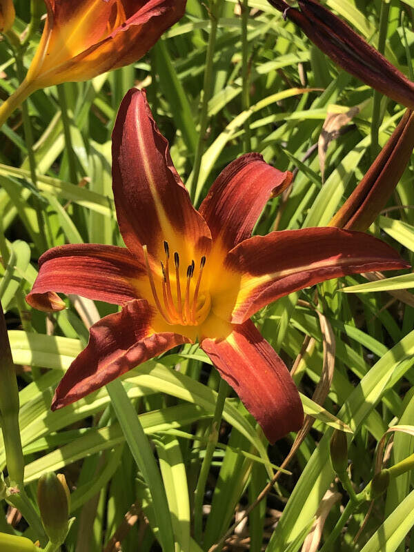 Lis d'un jour - HEMEROCALLIS 'Autumn red' - Vivace