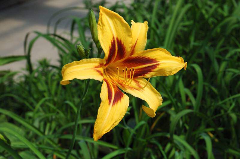 Lis d'un jour - HEMEROCALLIS 'Bonanza' - Vivace