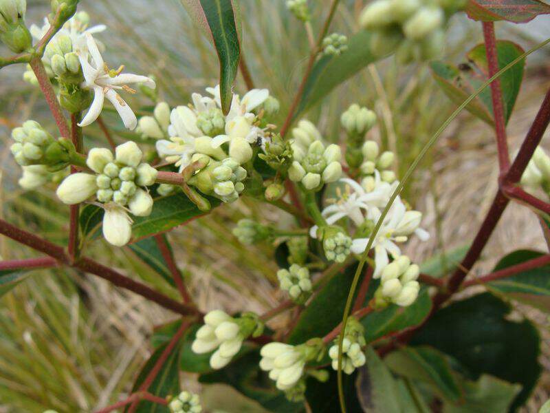 Heptacodium - HEPTACODIUM miconoides - Arbuste