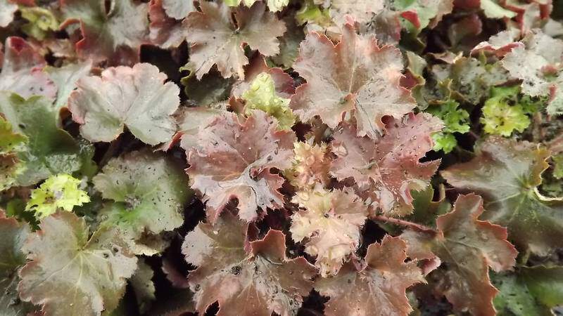 Heuchère - HEUCHERA 'Cappuccino' - Vivace