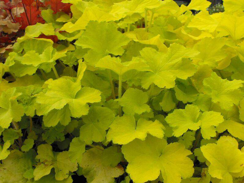 Heuchère - HEUCHERA Citronelle - Vivace