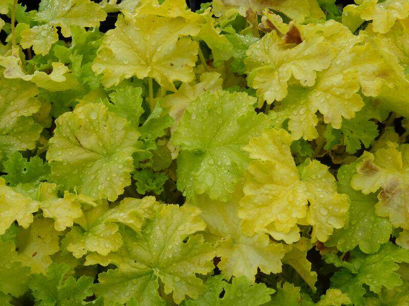 Heuchère - HEUCHERA 'Lemon supreme' - Vivace