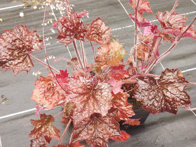 Heuchère - HEUCHERA 'Palace Purple' - Vivace