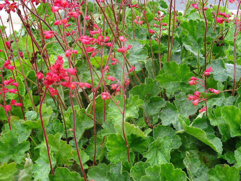 Heuchère - HEUCHERA brizoides 'Pluie de feu®' = 'Leuchtkäfer' - Vivace