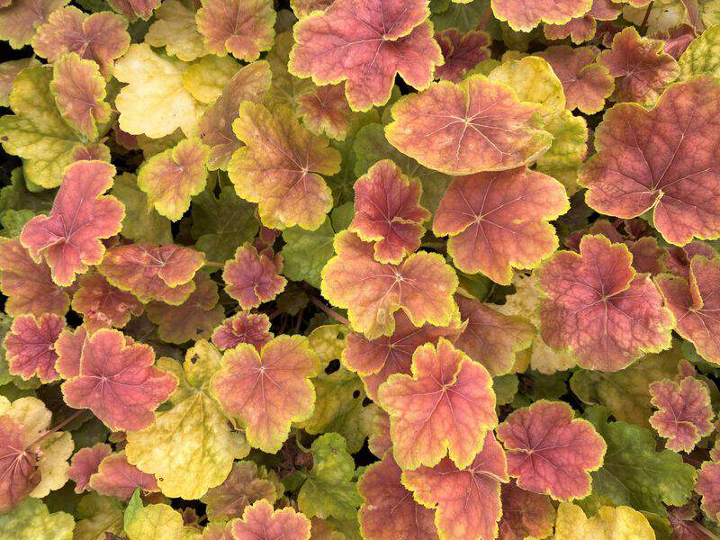 Heuchere - HEUCHERA 'Tiramisu' - Vivace