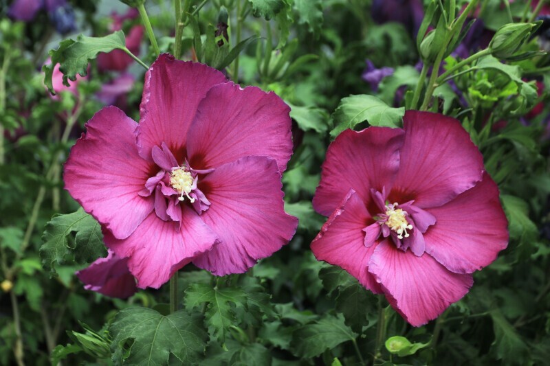 Hibiscus/Althae - HIBISCUS Hibisa® 'Sangria' - Arbuste