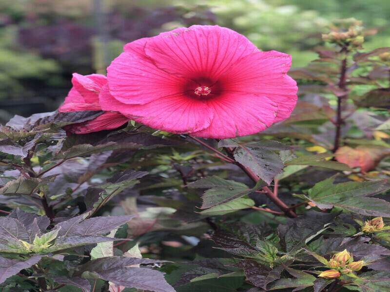 Hibiscus des marais - HIBISCUS moscheutos 'Planet® Griotte' - Vivace